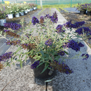 Buddleja davidii 'Summer Bird Midnight Blue'